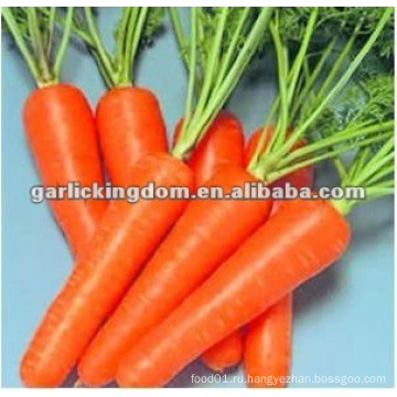 Свежая морковь SML